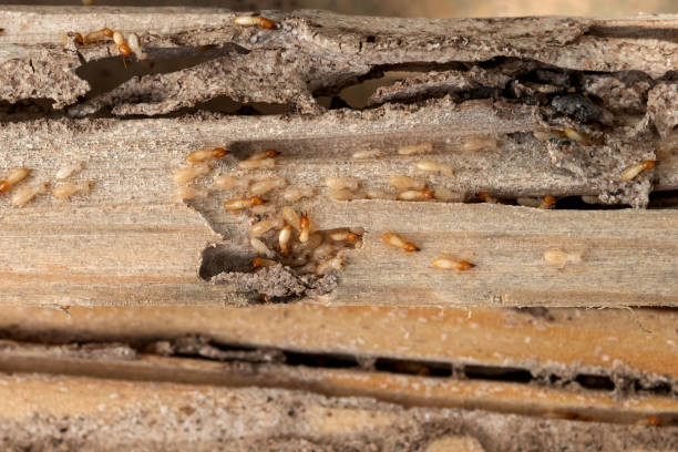 Red Oak, IA Pest Control Company